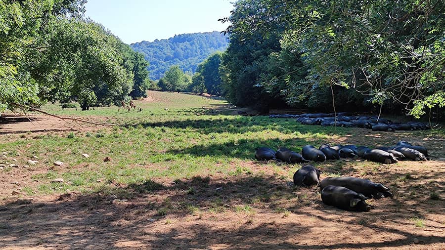 Environnement porc noir de bigorre Maison Souloum